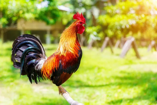 For those born under the zodiac sign of the Rooster, paying attention to these aspects can help improve your luck.